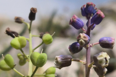 "Konya Sümbülü" literatüre kazandırıldı