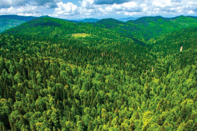 Ormanların korunması için yaklaşık 10,9 milyar lira harcandı