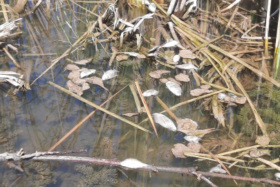 Sıcak hava su kaynaklarını kurutuyor, balık ölümlerine neden oluyor