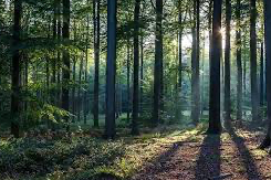 Yangın riski arttı.. O ilde  ormanlara giriş yasağı devam ediyor