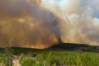 Bursa'da orman yangını