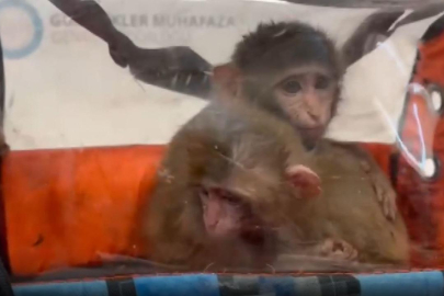 Kaçak yollarla Türkiye'ye sokulmaya çalışılan 3 şahin ve 2 maymun yakalandı