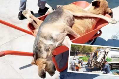 CHP'li belediye katliam yaptı! Köpekleri öldürüp çöpe attılar