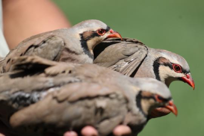 Doğada 982 bin keklik ve sülün, keneye karşı görev başında