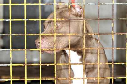 Yasaklı ırk köpek besleyen kişiye 16 bin 634 lira ceza