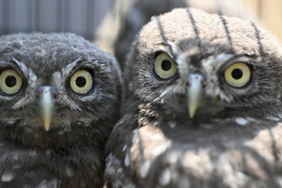 DMKP, 13 yılda yaklaşık 73 bin hayvanı tedavi ederek doğaya saldı