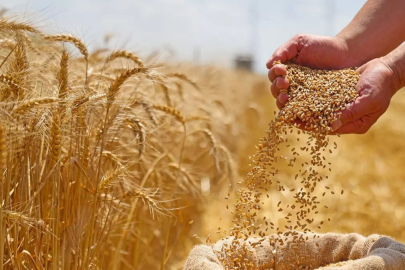 Dünya hububat arzında tarihi zirve