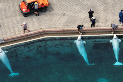 Kanada'da eğlence parkı, bütçe nedeniyle 30 balinayı öldürmeyi planlıyor