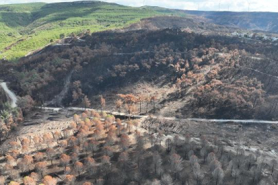 Çanakkale ormanları yeniden yeşillenecek