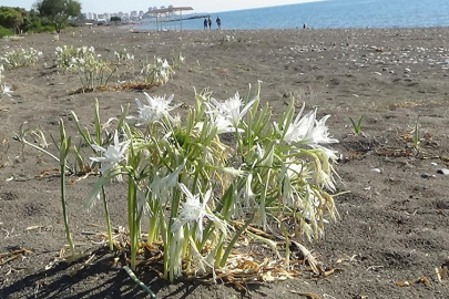 Koruma altındaki kum zambaklarını koparana 2,8 milyon liraya kadar ceza