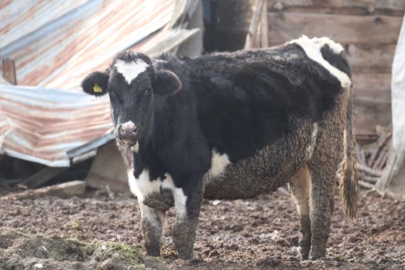 O ilde yaşayanlar dikkat! Şap hastalığı tespit edildi çok sayıda yerleşim karantinada