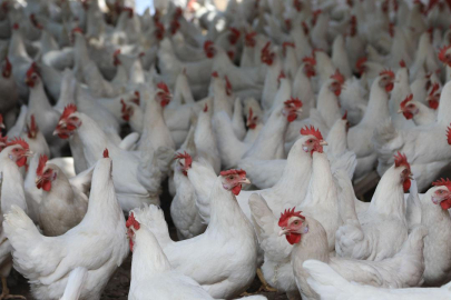 Kuş gribi kabusu geri döndü! 2 milyondan fazla kümes hayvanı itlaf edildi