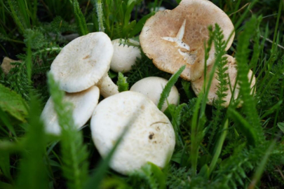 Mantar toplamaya gitti, ormanda kayboldu