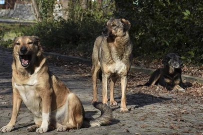 İstanbul'da sokak köpeği beslemek yasaklandı!