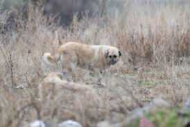 Ankara’da pitbull dehşeti: Sahibi tutuklandı
