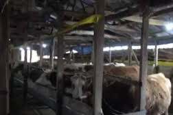 Urla’da şap tedbirleri: Hayvan hareketleri durduruldu