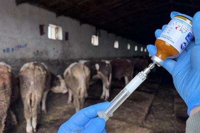 Muğla'da "şap hastalığı" nedeniyle 11 mahalle karantinaya alındı