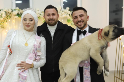 Denizli’de düğünde gelin ve damada takı yerine çoban köpeği hediye edildi