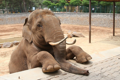 ''Gabi'' iddiası ortalığı karıştırdı! Şahin'den CHP'li Başarır'a videolu cevap