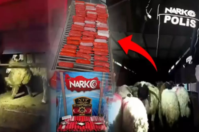Uyuşturucuyu hayvanların karın boşluklarının içine gizlemişler
