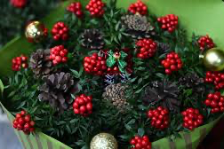 Veterinerlerden kokina uyarısı evcil hayvanlar için risk gündemde