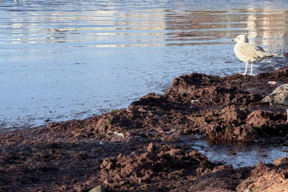 Tekirdağ'da lodos nedeniyle sahilde kırmızı yosun birikti
