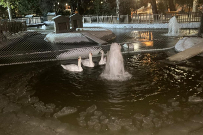 Ankara'da sıcaklık eksi 11 dereceye düştü: Kuğulu Park'taki havuz buz tuttu