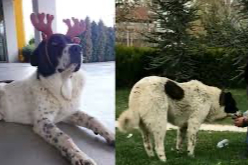 Matmazel’in ölümüyle ilgili ABB'den açıklama!