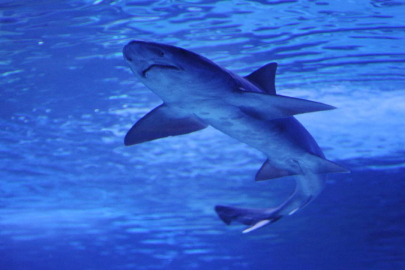 Avustralya'da 48 saat içinde dördüncü köpekbalığı saldırısı