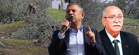 Milas'ta rant rezaleti... CHP'nin ağaç katliamında hülle taktiği çıktı