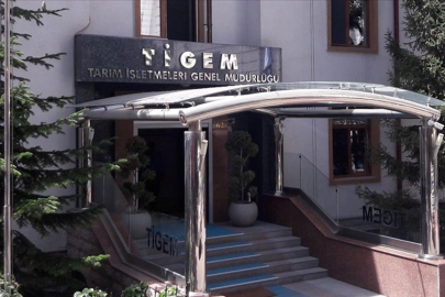 TİGEM 5 ton fıstık çamı kozalağını ihaleyle satacak