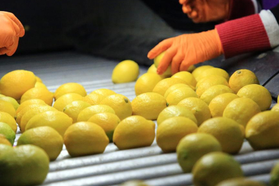Limon ithalatında gümrük vergisi yüzde 10’a düşürüldü