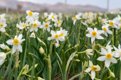 Baharın habercisi nergisler çiçek açtı