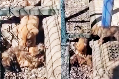 CHP'li belediyeye ait barınakta rezalet! Yavru köpek ölen kardeşini yedi