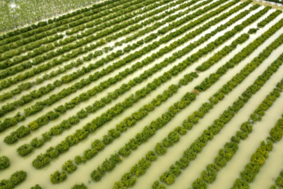 Mersin'de sağanak: Tarım arazileri su altında kaldı