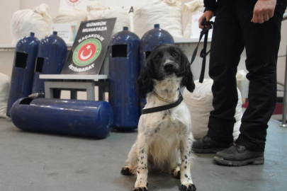 Hassas burunlar gizlenen uyuşturucuları buldu