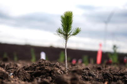 Türkiye'de bu yıl 600 milyon fidan toprakla buluşturulacak