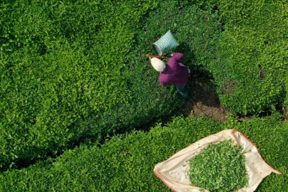 ÇAYKUR'da geçici işçiler sözleşmeli personel olabilecek