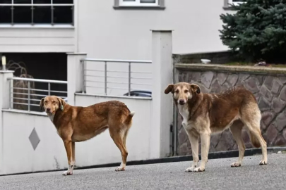 Valilikten sokak köpeği kararı: Belediyelere süre verildi