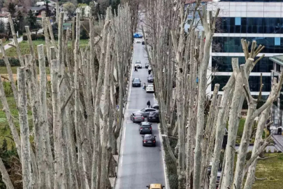 İş bilmez İBB 500 yıllık mirası katletti! Budama değil yeşil infaz