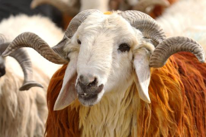 Vekalet yoluyla kurban kesim bedelleri belirlendi