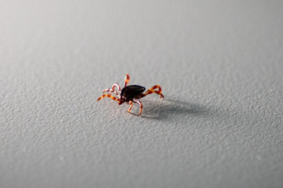 Tokat'ta 2 kişi KKKA hastalığı teşhisiyle tedavi görüyor