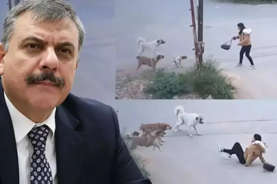 Erzurum modeli Türkiye'ye örnek oldu! Başıboş köpek sorununda dikkat çeken başarı