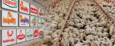 Fiyat tekeli müfettiş raporunda! Kanatlı vurgun bitti