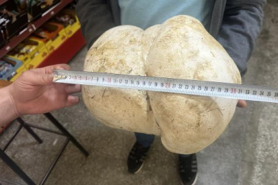 Bahçesinde 3 kilo 470 gram ağırlığında mantar buldu Isparta'nın Yalvaç ilçesinde