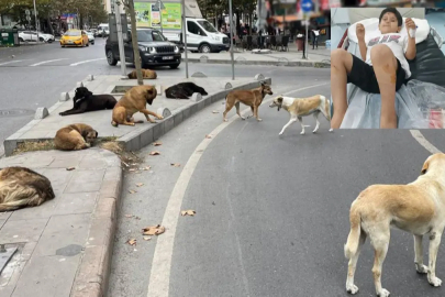 Sahipsiz köpek saldırısı sonrası Bakan Çiftçi'den talimat: Müfettiş görevlendirildi