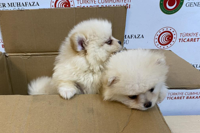 Kapıkule’de 6 pomeranian yavru köpek ele geçirildi