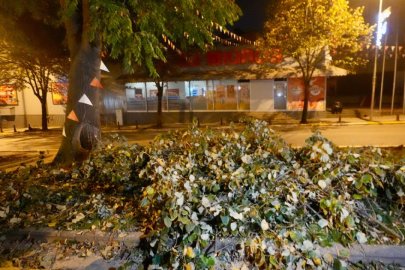Eyüpsultan'da İBB'ye ağaç tepkisi