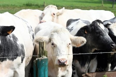 Hayvanlarda görülen virüs insana sıçradı! Fransa'a Shamonda virüsünün ilk vakası